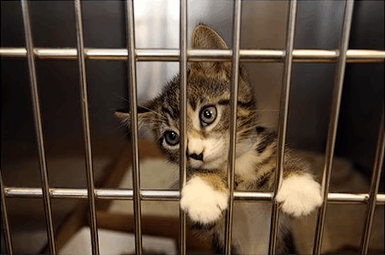 (Cat in jail)