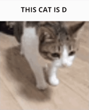 THIS CAT IS D