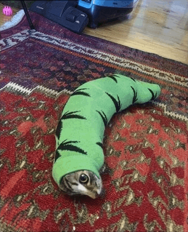 (Glumbo chile)