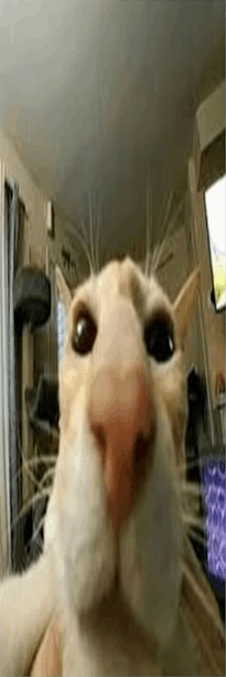TallCate